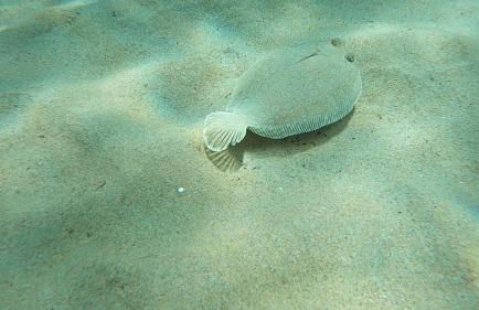Casa Viola, splendido soggiorno sul mare - Foto 35