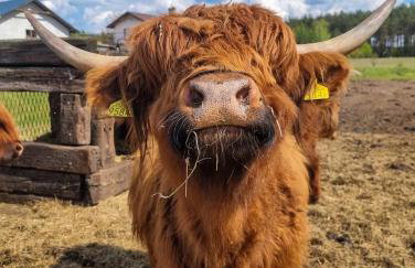 Agroturystyka "Apartament na wsi" Bory Tucholskie - Foto 39