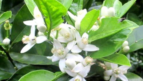 Quinta das rãs - Photo 5, Garden