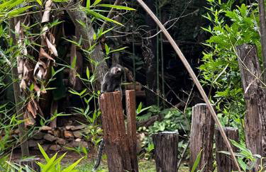 Chalezinho Na Mata Cipó Luxo - Inesquecível (privativo na mata e no centro da serra) - Foto 13