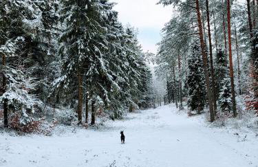 Jaśkowe Wzgórze domki na wynajem Szymbark, balia, Domek nr 2 i 3 - Foto 59