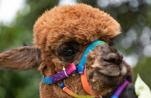 Ferienwohnung Alpaka Blick - Foto 36