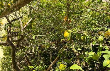 MARILISE - La maison blue private garden & terrace - Foto 5