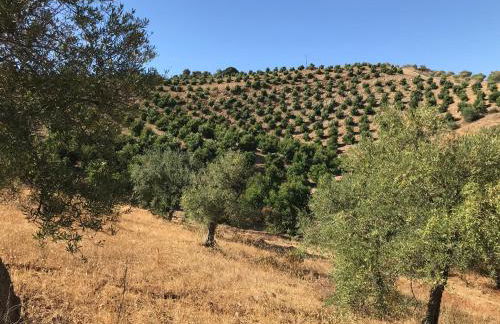 Studio Views Apartment, Cortijo Fruitful Hills - Photo 49