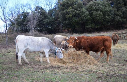 La Rectoría de Castellar - Foto 40