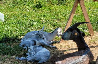 Agroturystyka Nasza Bajka - Foto 12