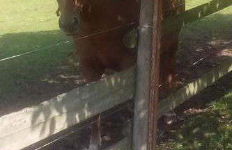 Apartment Apartment Laurence by Interhome - Foto 31