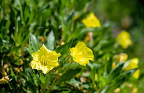 Kuća za odmor Olympus - Foto 28