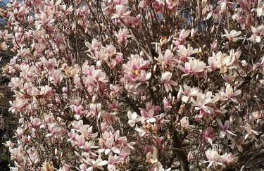 Casa Vacanze Le Violette - Foto 14