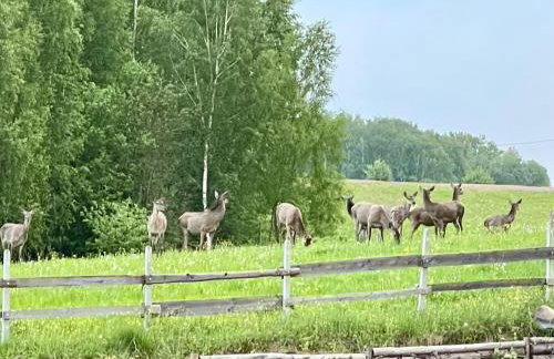 Żurawi klangor - dom z sauną i jacuzzi - Foto 35