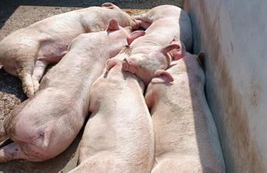 Cal Vecia Agriturismo - Foto 42