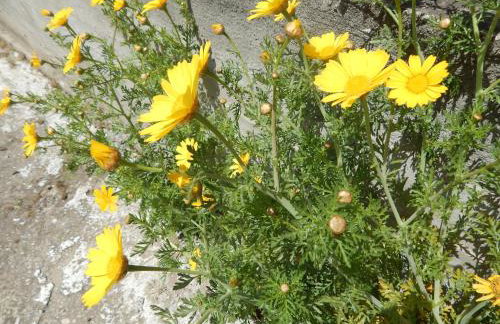 Zira Holiday House - Photo 38