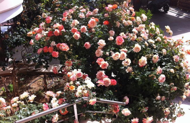 Ilias Villa IN Chania - Foto 4