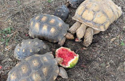 Gerrie's Place at Figment Ranch Foundation Animal Sanctuary near Round Top Texas - Foto 16