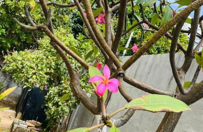 Aluga-se Apartamento em Fortaleza-CE - Foto 51