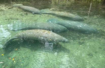 Weeki Wachee Retreat Canal home with hot tub kayaks canoe and boat with trolling motor included - Foto 50