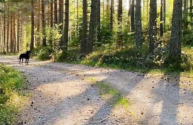 5 Person Holiday Home in Gamleby-by Traum - Photo 24