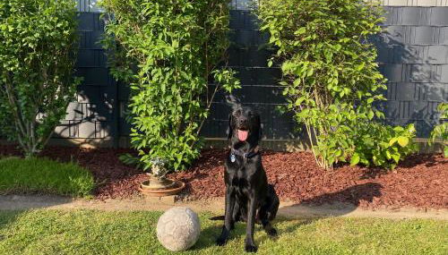 Barrierefreies Ferienhaus mit Garten bei Köln - Foto 5, Garden, Garden view, pet friendly