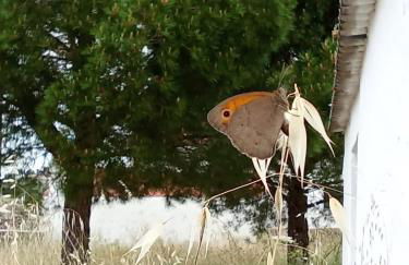 Pátio da Caetana - Foto 141