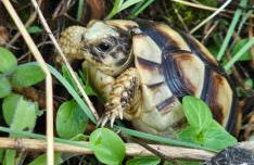 Peloponnese Hideout - Traditional stone house - Photo 67