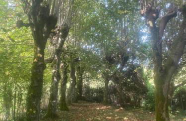 Manoir des Pavements - Photo 23