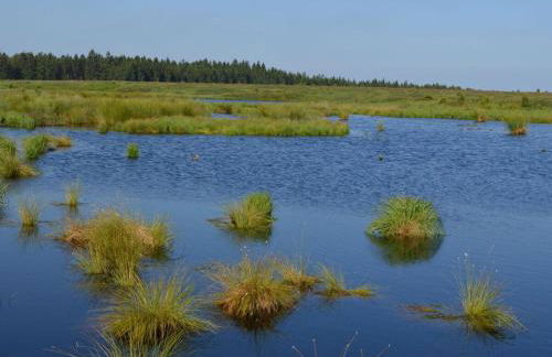 Cherry trees in blossom - Foto 32