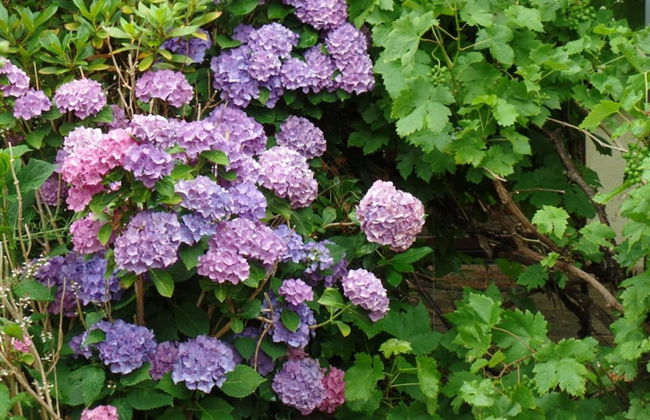 Logis Am Park - Foto 65