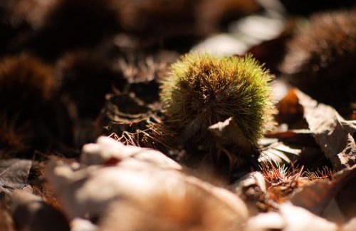 Casale Pomodoro - Foto 22