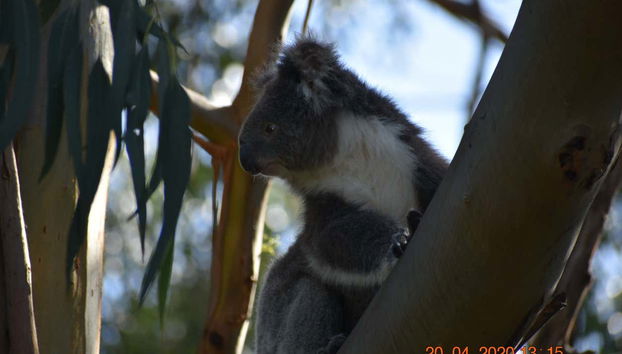 Excursion sur la Great Ocean Road - Photo 4