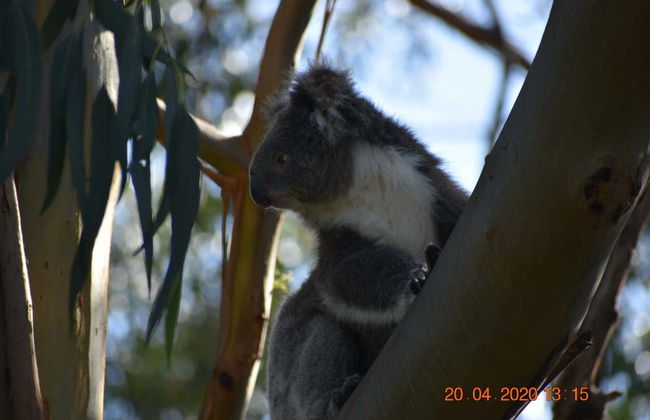 Excursion sur la Great Ocean Road - Photo 4