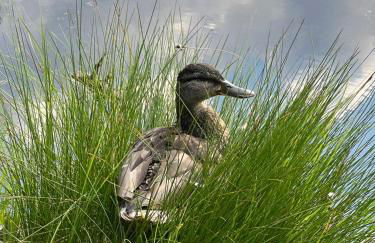 Apartment Schwarzwald-Anni Pool Tennis Sauna - Foto 36