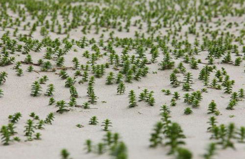 Ferienwohnung Bunte Kuh Wangerooge - Foto 21