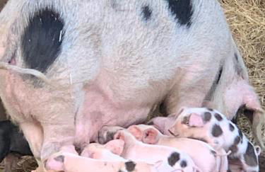 Hertford farm Woodland cabin pet friendly firepit bbq - Foto 19