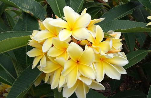 Gomera Garden. Vista Mar Altozano - Foto 28