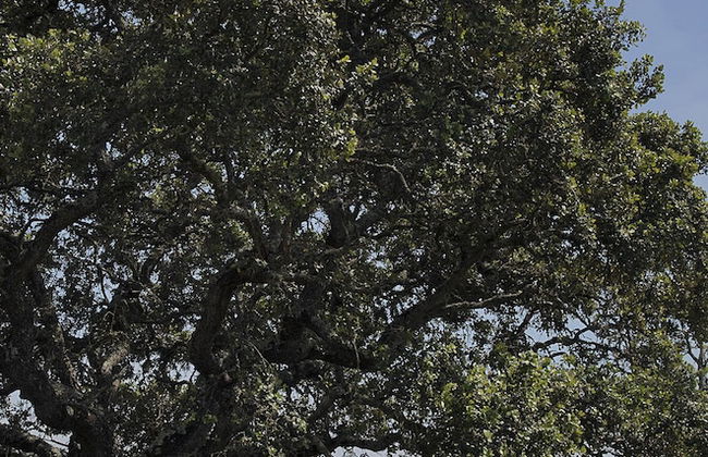 Quinta do Chocalhinho - Foto 25