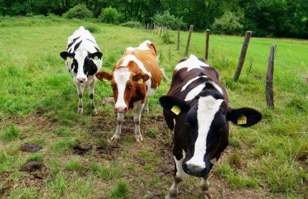 Ferienhaus Hygge - Photo 7