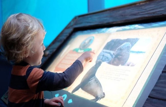 SEA LIFE Sunshine Coast - Foto 6