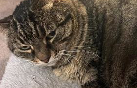 Ellie's house Theologos - Foto 22