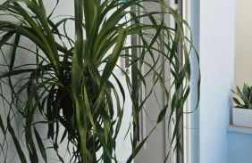 OASIS Central 007 - Foto 15