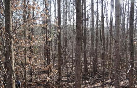 Luxury Loft Cabin 5 miles to TIEC for the Equestrian Internationl Games - Foto 16