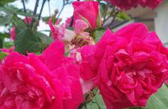 Casa Kendra - Foto 20