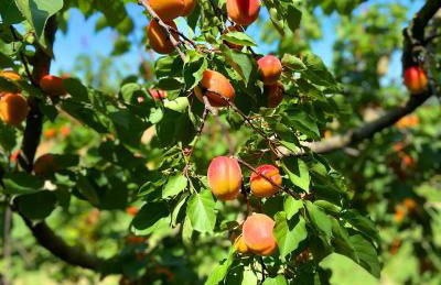 Agriturismo Casafaro Petritoli - Foto 14