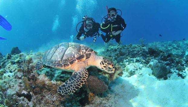 Tortuga marina en Búzios
