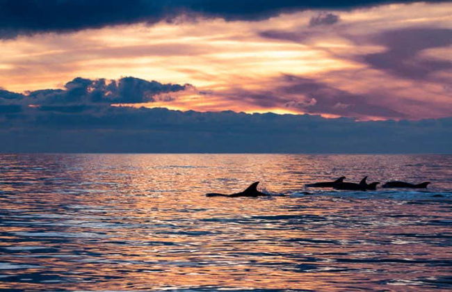 Faro Dolphin Watching Tour - Photo 11