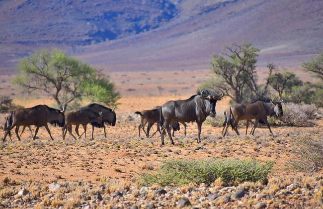 Solitaire Desert Farm - Foto 44