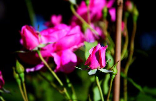 Apartman Jelena - Foto 31