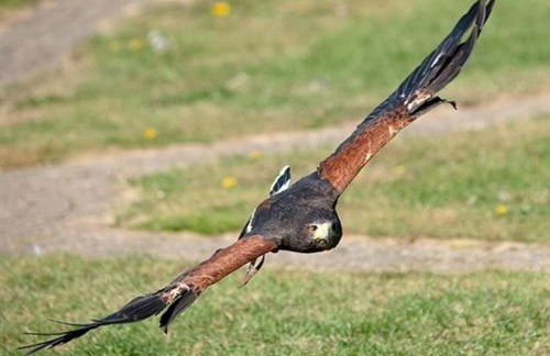 Falcons Nest - Foto 8