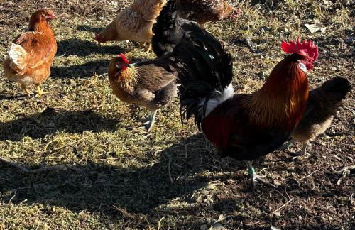 Berg Apartment Vajolet - Unterweger Berg Apartments - Foto 32