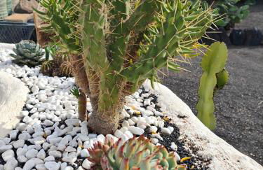 Las Casitas Masdache - Foto 45