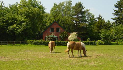 Bernard Meyborg - Foto 2, Garden, Garden view